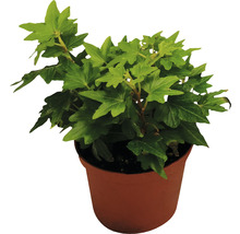 Břečťan zelený mix FloraSelf Hedera 10-15 cm květináč Ø 7 cm 1 ks, různé druhy