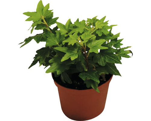 Břečťan zelený mix FloraSelf Hedera 10-15 cm květináč Ø 7 cm 1 ks, různé druhy Břečťan v květináči