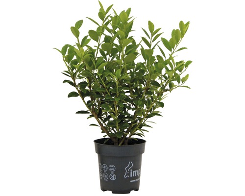 Cesmína FloraSelf Ilex 'Impala' výška 10–15 cm, květináč 9 cm