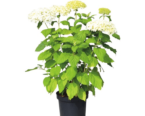 Hortenzie velkolistá 'Annabelle'e FloraSelf Hydrangea arborescens 'Annabelle' 50-60 cm květináč 5 l