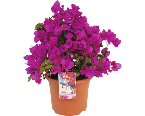 Bugenvilea FloraSelf Bougainvillea sanderiana ''Renate' výška 35 cm květináč 19 cm