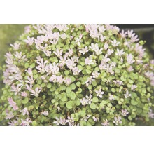 Detailní záběr keříčkové rostliny se zelenými listy a malými květy