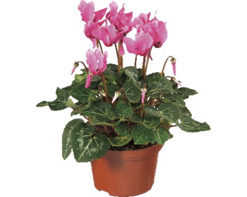 Brambořík v květináči s růžovými květy