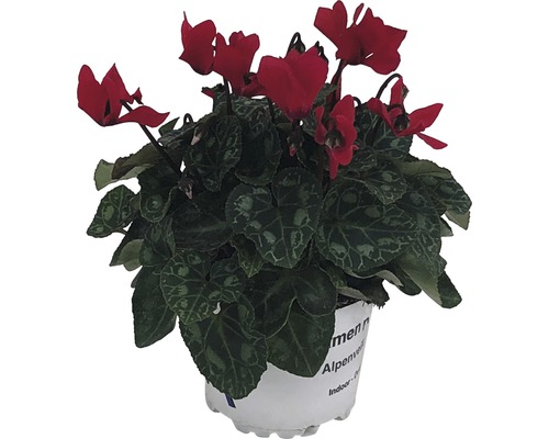 Brambořík v květináči