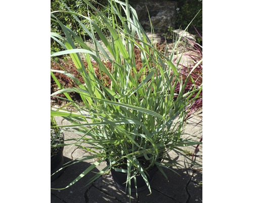 Proso prutnaté FloraSelf Panicum virgatum 'Blue Fountain' výška 20-80 cm květináč 6 l