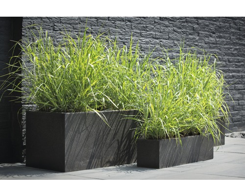 Proso prutnaté FloraSelf Panicum virgatum 'Prairie Sky' 20-60 cm květináč 3 l Scéna s obdélníkovými truhlíky s výsadbou před zdí