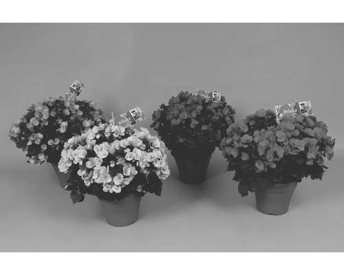 Begónie FloraSelf Begonia betulia výška 20 cm květináč Ø 19 cm 1 ks, různé druhy Pět rostlin begónií v květináčích