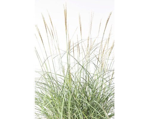 Ozdobnice čínská FloraSelf Miscanthus sinensis 'Adagio' výška 10-60 cm květináč 3 l