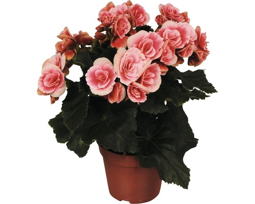 Begónie vyvýšená FloraSelf Begonia elatior 'Borias' výška 30 květináč Ø 14 cm růžová