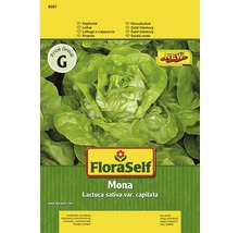 Hlávkový salát 'Mona' FloraSelf-thumb-0