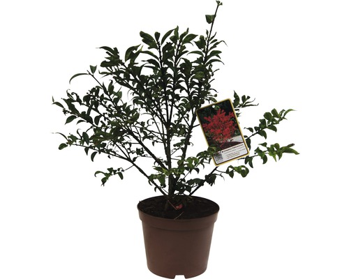 Brslen křídlatý kompaktní Euonymus alatus 'Compactus' 30-40 cm květináč 3 l Okrasný keř v květináči s etiketou rostliny