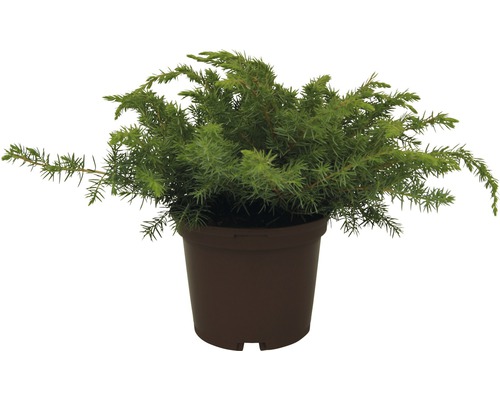 Jalovec tuhý pobřežní FloraSelf Juniperus conferta 'Blue Pacific' 20-30 cm květináč 2 l