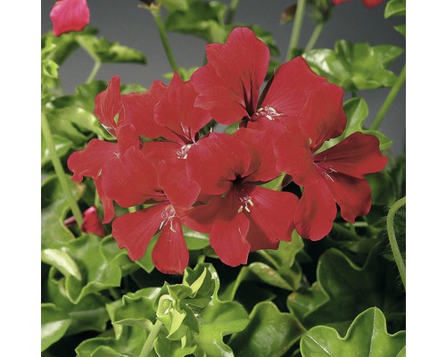 Červený květ pelargonie se zelenými listy