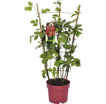Ostružiník Trio s mřížkou Hof:Obst Rubus fruticosus 50-60 cm 3 odrůdy, květináč 6 l-thumb-2