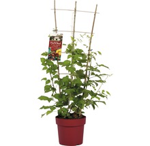 Maliník Trio s mřížkou Hof:Obst Rubus idaeus 50-60 cm 3 odrůdy - žluté a červené bobule, květináč 6 l