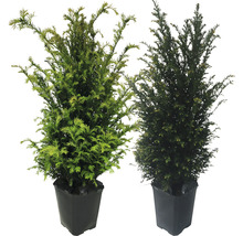 Dva tisu v černých květináčích