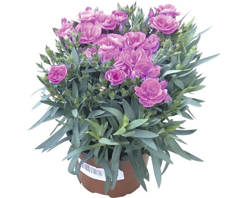 Hvozdík zahradní FloraSelf Dianthus caryophyllus 'Peman' květináč Ø 10,5 cm 1 ks Karafiát v květináči