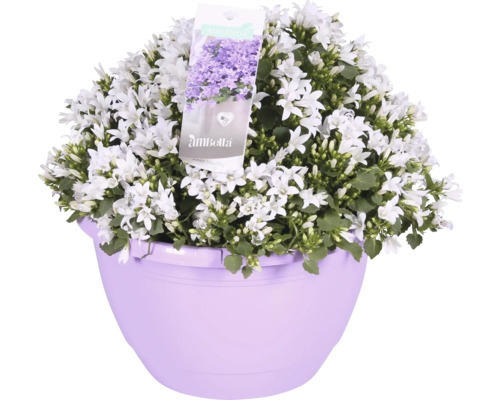 Zvonky v květináči s bílými květy