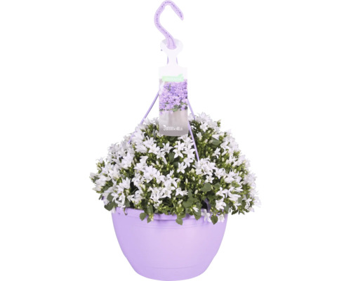 Zvonek v závěsném květináči FloraSelf Campanula portenschlagiana 'Ambella white' květináč Ø 25 cm