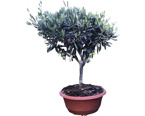 Olivovník evropský FloraSelf Olea europaea výška 30-40 cm miska Ø 35 cm