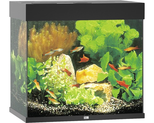 Akvárium s rybami, rostlinami a kameny