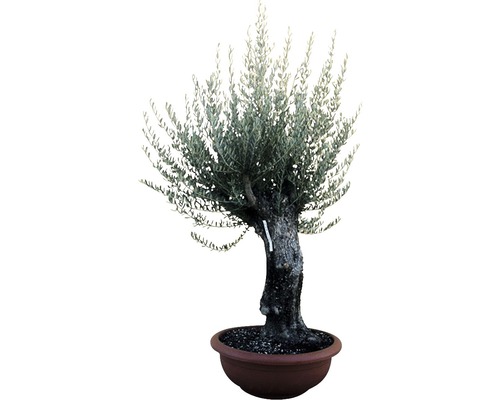 Olivovník Bonsai Olea europaea výška 130-150 cm miska Ø 90 cm