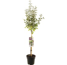 Šeřík zakrslý na kmínku FloraSelf Syringa 'Dark Purple' výška kmene 50 cm květináč 3 l