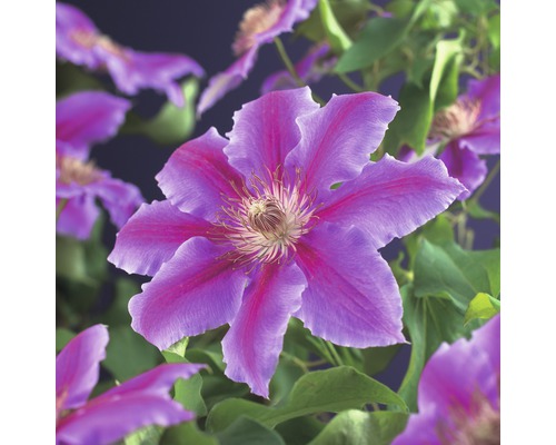 Plamének velkokvětý FloraSelf Clematis hybrid 'Dr. Ruppel' 50-70 cm květináč 2,3 l-0