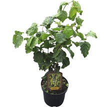 Líska obecná Corylus avellana 'Contorta'