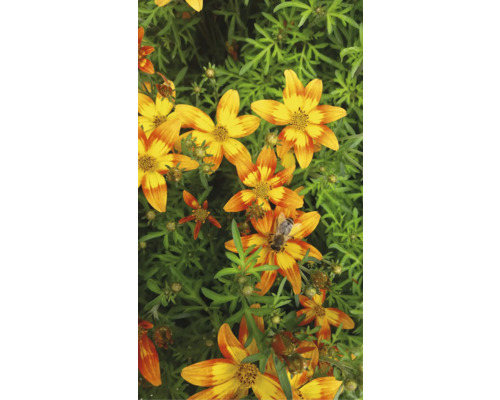 Dvouzubec Bidens květináč 11 cm