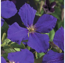 Plamének FloraSelf Clematis Hybride 'Jackmanii' 50-70 cm květináč 2,3 l-thumb-0