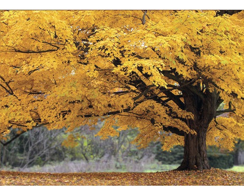 Obraz Decopanel Yellow Tree 100x140cm