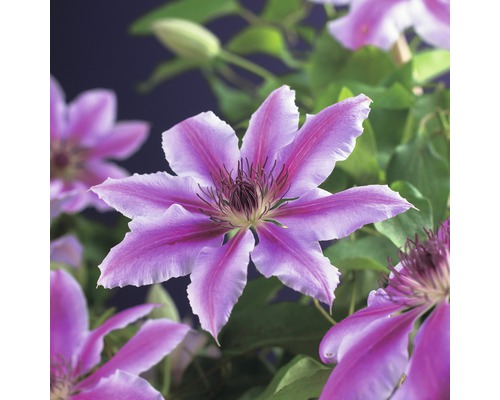 Detail květu Clematis