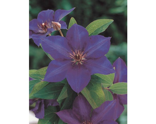 Kvetoucí plamének v detailu