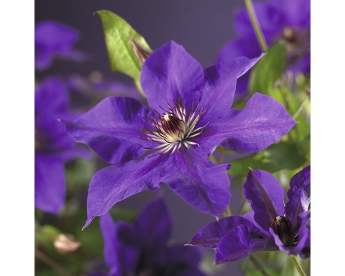 Plamének velkokvětý FloraSelf Clematis Hybride 'The President' 50-70 cm květináč 2,3 l