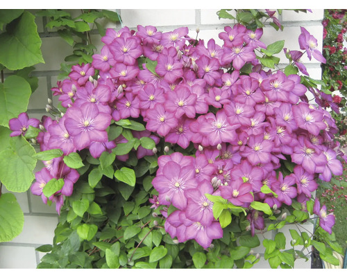 Popínavá rostlina s purpurovými květy a zelenými listy