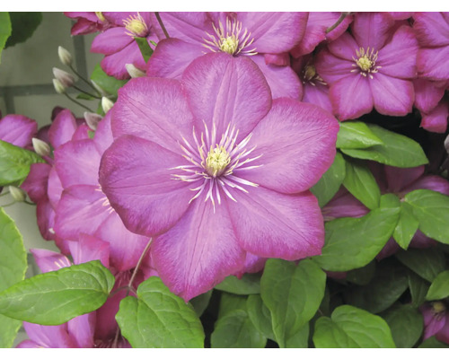 Detail fialových květů plaménku se zelenými listy