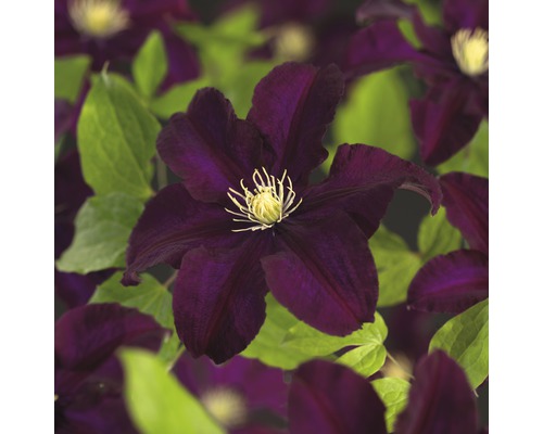 Plamének velkokvětý FloraSelf Clematis Hybride 'Warszawska Nike' 50-70 cm květináč 2,3 l