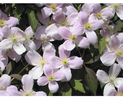 Detailní záběr růžových květů plaménku se zelenými listy