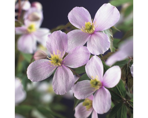 Plamének horský FloraSelf Clematis montana 'Rubens' 50-70 cm květináč 2,3 l Detailní záběr květů plaménku se čtyřmi okvětními lístky