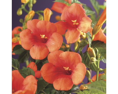 Trubač FloraSelf Campsis tagliabuana 'Madame Galen' 50-70 cm květináč 2,3 l Detailní záběr na trubače