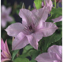 Plamének FloraSelf Clematis-kultivar 'Hagley hybrid' výška cca 90 cm květináč 2,3 l