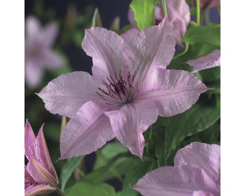 Plamének FloraSelf Clematis-kultivar 'Hagley hybrid' výška cca 90 cm květináč 2,3 l