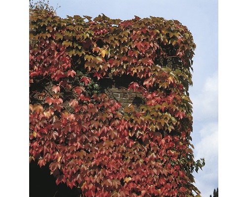 Loubinec Trojlalocny Prodej (loubince trojlaločného, Parthenocissus tricuspidata, Loubinec trojlaločný) Loubinec Trojlalocny Prodej