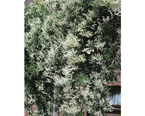 Opletka FloraSelf Fallopia aubertii 50-70 cm květináč 2,3 l