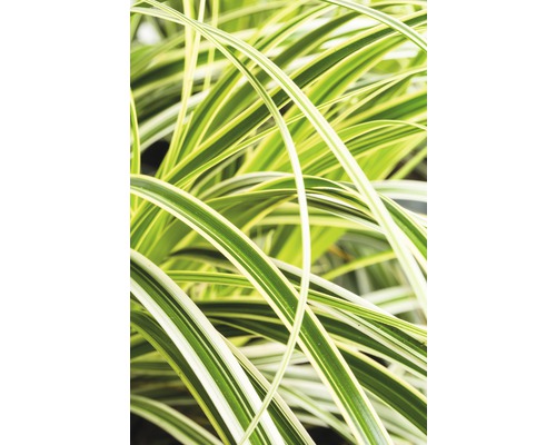 Ostřice japonská FloraSelf Carex morrowii 'Feather Falls' 5-30 cm květináč 3 l Detail okrasné trávy s listy