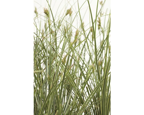 Ostřice pestrolistá větší FloraSelf Carex brunnea 'Variegata' 10-20 cm květináč 3 l