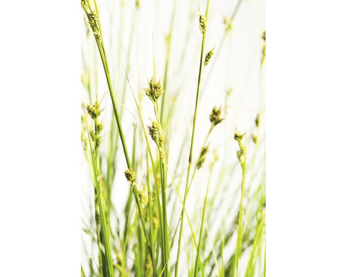 Ostřice větší FloraSelf Carex brunnea 5-10 cm květináč Ø 14 cm