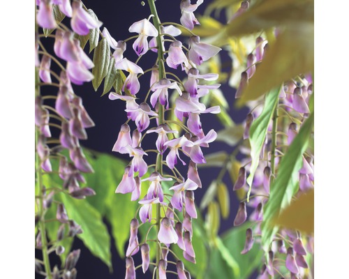 Vistárie květnatá FloraSelf Wisteria floribunda 'Rosea' 50-70 cm květináč 2,3 l Květenství vistárie s listy