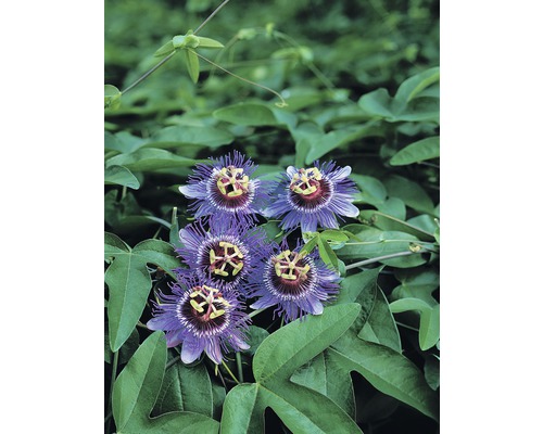 Mučenka FloraSelf Passiflora caerulea 'Purple Haze' 50-70 cm Ø 16 cm květináč Detailní záběr květů mučenky s listy
